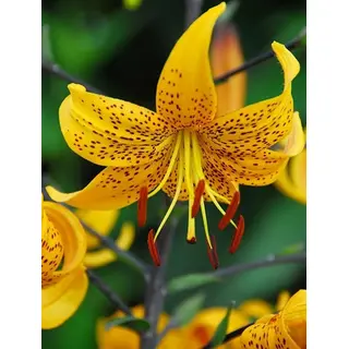 Lily - 'Yellow Tiger' 1/pkg