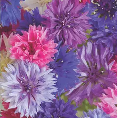 Bachelor's Button - Tall (Bulk Seed)