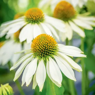 Coneflower - Sundress (Seed)