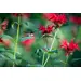 Bee Balm - Monarda (Seed)