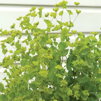 Hare's Ear - Green Gold (Seed)