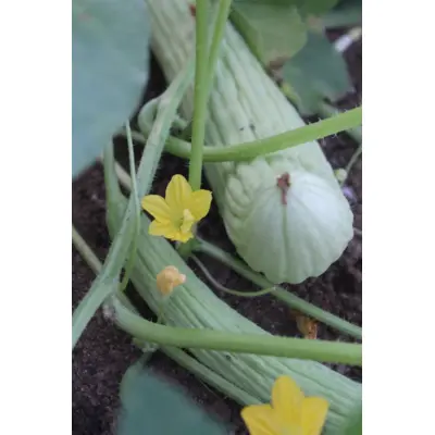 Cucumber - Lebanese Metki (Seed)