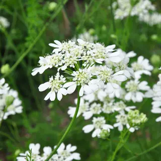 White Lace Flower (Seed)