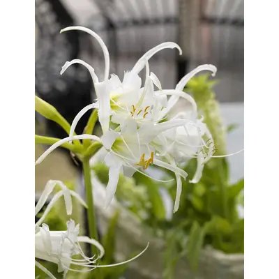 Ismene - 'Advance' 1/pkg