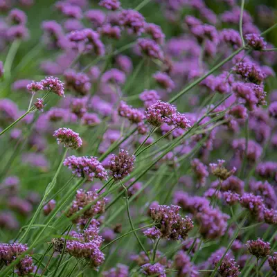 Verbena - Bonariensis (Seed)