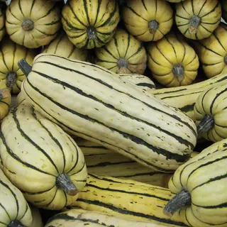 Squash - Honeyboat (Seed)