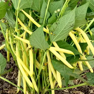 Bean - Dior Dwarf French (Seed)