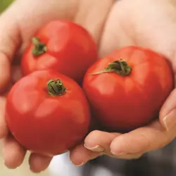 Tomato - Celebrity Hybrid (Bulk Seed)