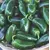 HOT - JALAPENO 2G