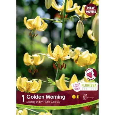 Lily - 'Golden Morning' 1/pkg