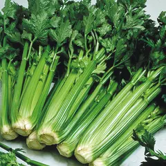Celery (Bulk Seed)