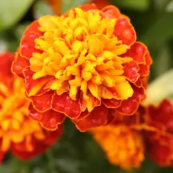 Marigold - Petite Mix (Bulk Seed)