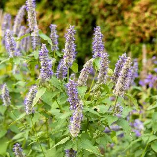 Mint - Korean (Seed)