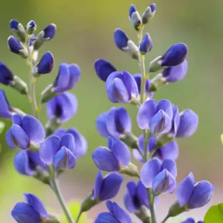 Blue Wild Indigo (Seed)