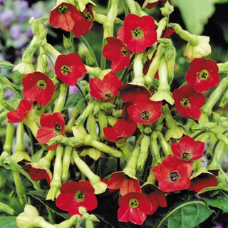 Nicotiana - Tinkerbell (Seed)