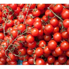 TOMATO CHERRY OG | 12 PINT