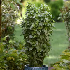 Herb - Basil - Everleaf Thai Towers (Bulk Seed)