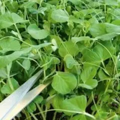 Microgreens - Sugar Ann Pea Shoots (Bulk Seed)
