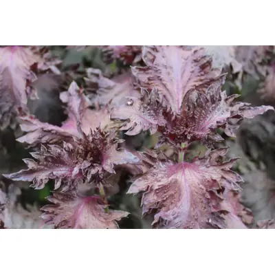 Greens - Red Shiso (Seed)