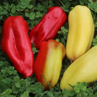 Hot Pepper - Nomad (Seed)
