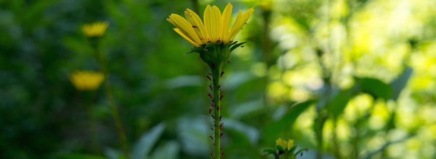 How to address garden pests, part two: Aphids, Leatherjackets and White Grubs