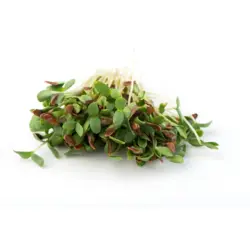 Mumm's Flax Sprouts (Brown)