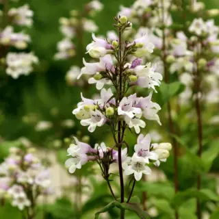 Foxglove Beardtongue (Seed)