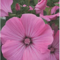 Lavatera - Silvercup (Bulk Seed)