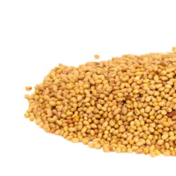 Mumm's Clover Sprouts (Crimson)