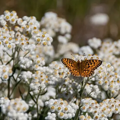 Pearly Everlasting (Seed)