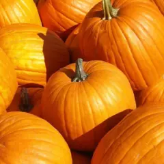 Pumpkins (Bulk Seed)
