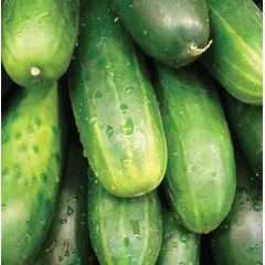 Cucumber - Marketmore 76 (Bulk Seed)