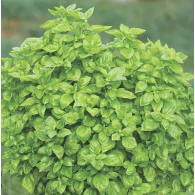 Herb - Basil - Genovese (Organic Seed)