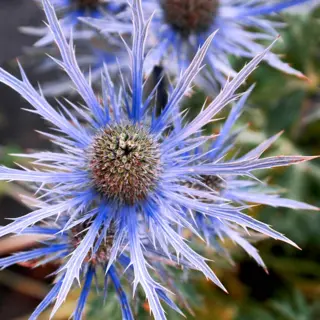 Sea Holly - Blue Ice (Seed)