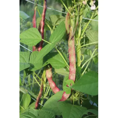 Bean - Jimenez (Seed)