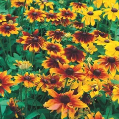 Black Eyed Susan - Gloriosa Daisy (Bulk Seed)