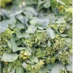 Broccoli - Raab (Bulk Seed)
