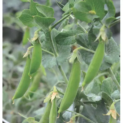 Pea - Little Snap Pea Crunch (Seed)