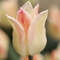 Tulip Flowers