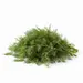 HERB DILL OG | 1 LB