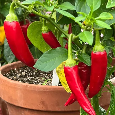 Hot Pepper - Sizzler (Seed)