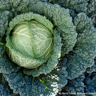 Savoy Cabbage - Serpentine (Seed)