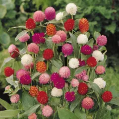 Gomphrena - Everlasting Mix (Bulk Seed)