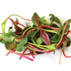 Microgreens - Bright Lights Swiss Chard (Bulk Seed)
