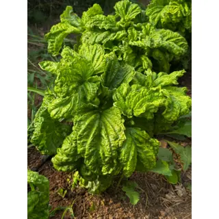 Herb - Basil - Mammoth (Seed)