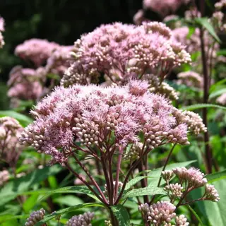 Spotted Joe-Pye Weed (Seed)