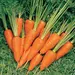 Carrot - Burpees Short N Sweet (Seed)