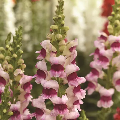 Snapdragon - Potomac Plumblossom