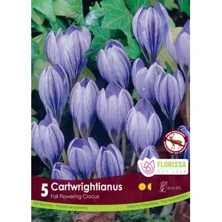 Fall Flowering Crocus - 'Cartwrightianus' 5/pkg