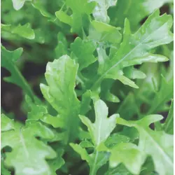 Greens - Arugula (Bulk Seed)